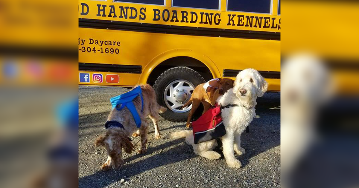 Dogs Ride To Day Care In Adorable Yellow School Bus The Dodo