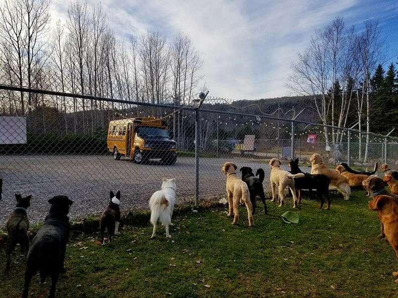 dogs wait for school bus