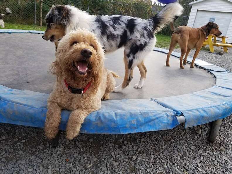 dogs on trampoline