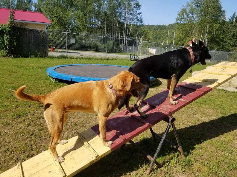 dogs on seesaw