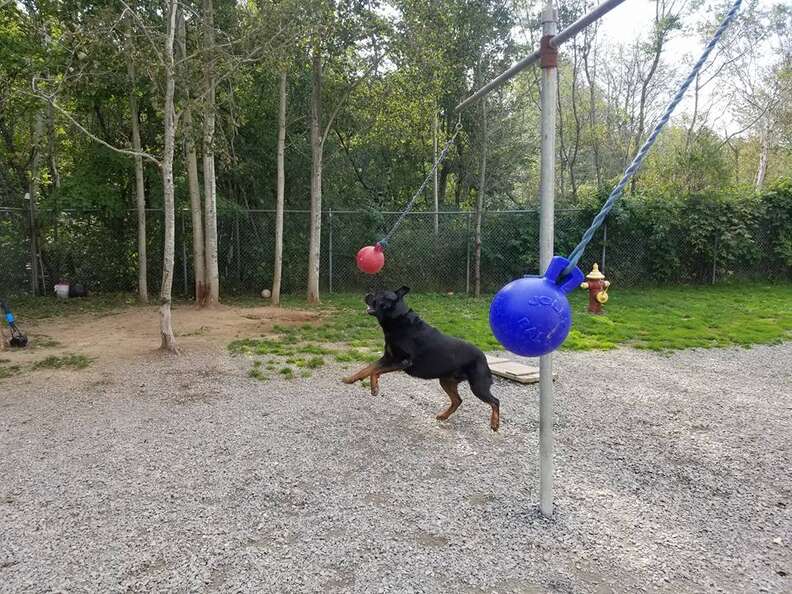 dogs playing tetherball