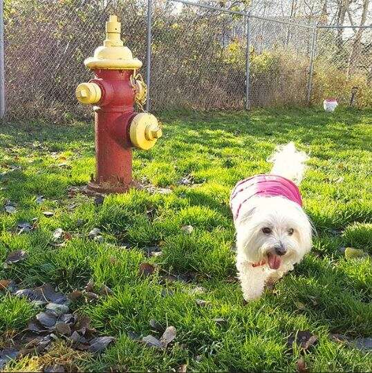 dog at doggy day care