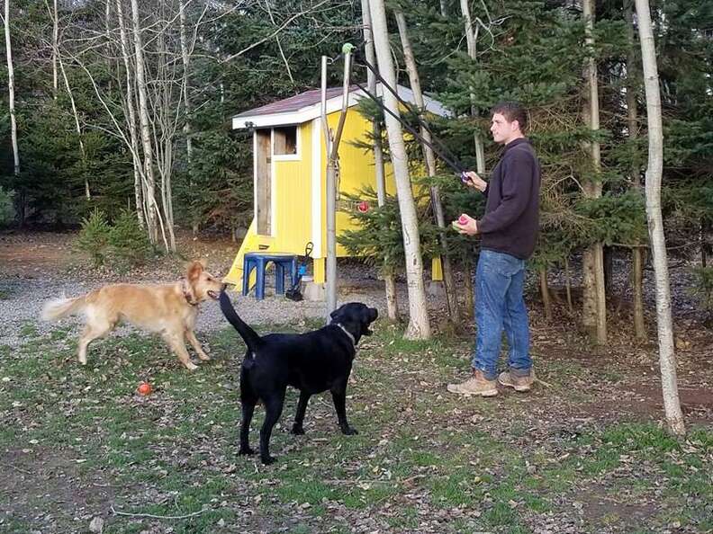 dogs playing fetch