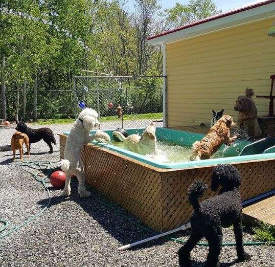 dogs in a swimming pool