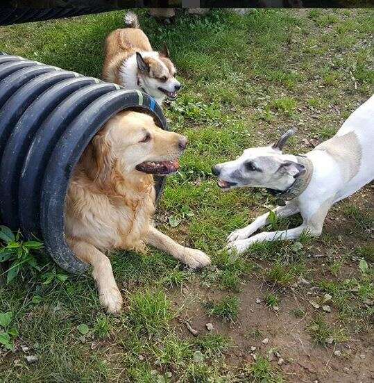 dogs playing at day care