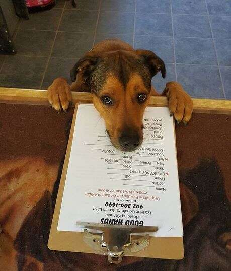 dog at doggy day care