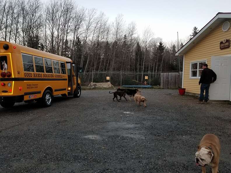 dogs at doggy day care