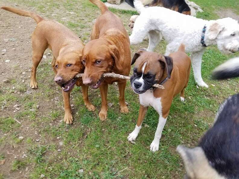 dogs share a stick