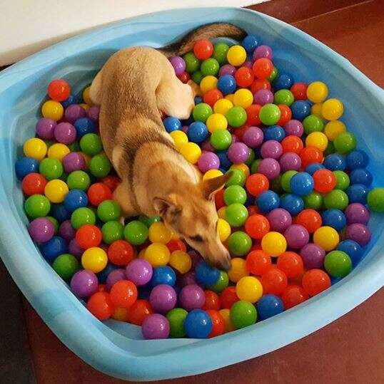 dog in a ball pit