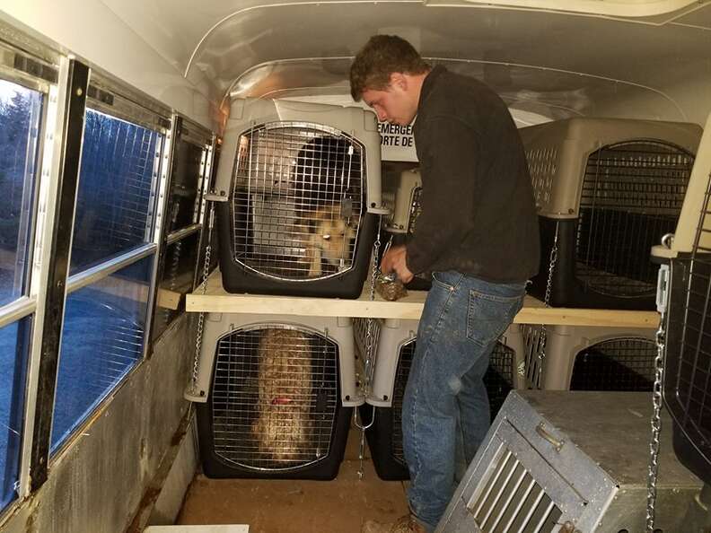 dogs on bus to day care