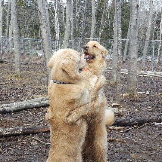 golden retrievers hugging