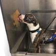 Shelter Has The Smartest Way Of Helping Scared Dogs Enjoy Their First Baths