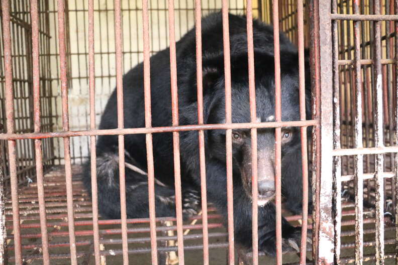 Bear at Vietnam bile farm