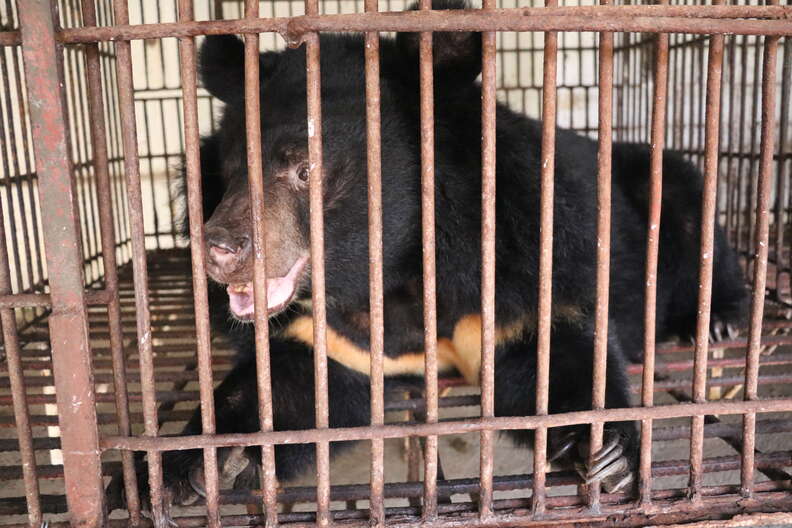Bear at Vietnam bile farm
