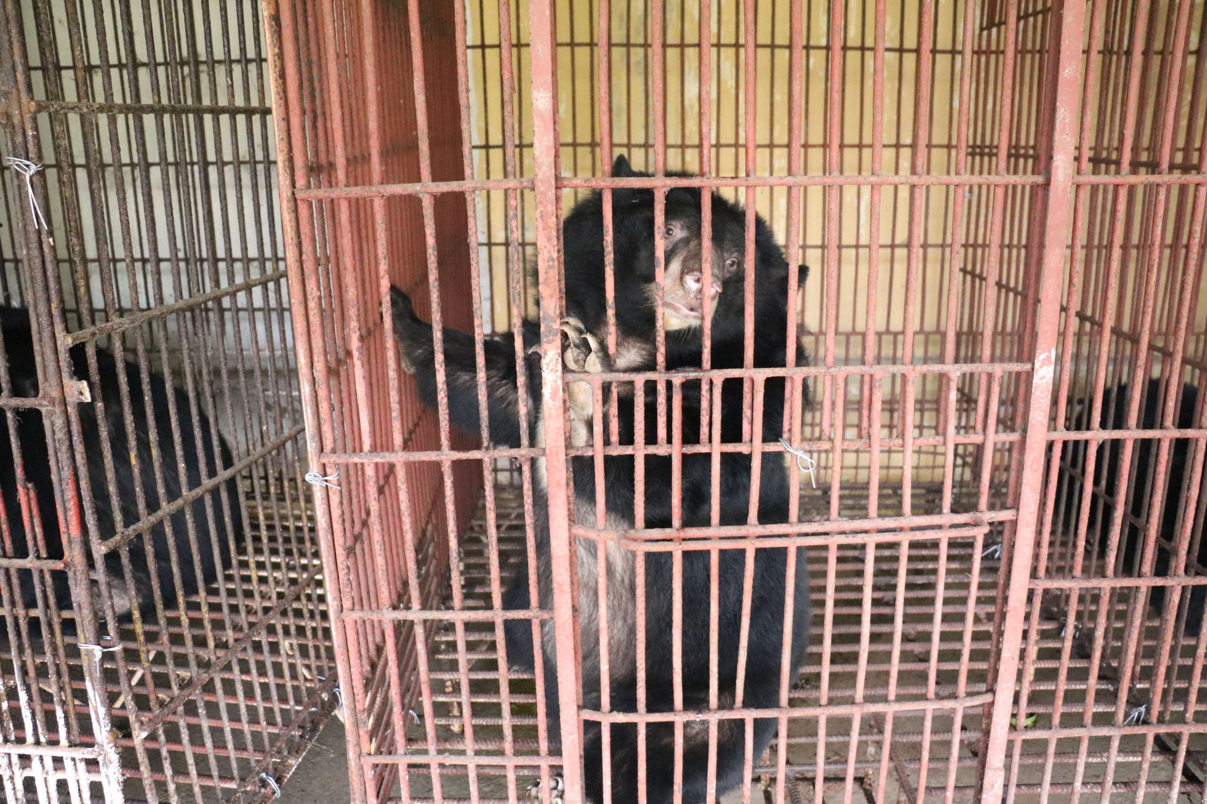 Bear in cage at Vietnam bile farm