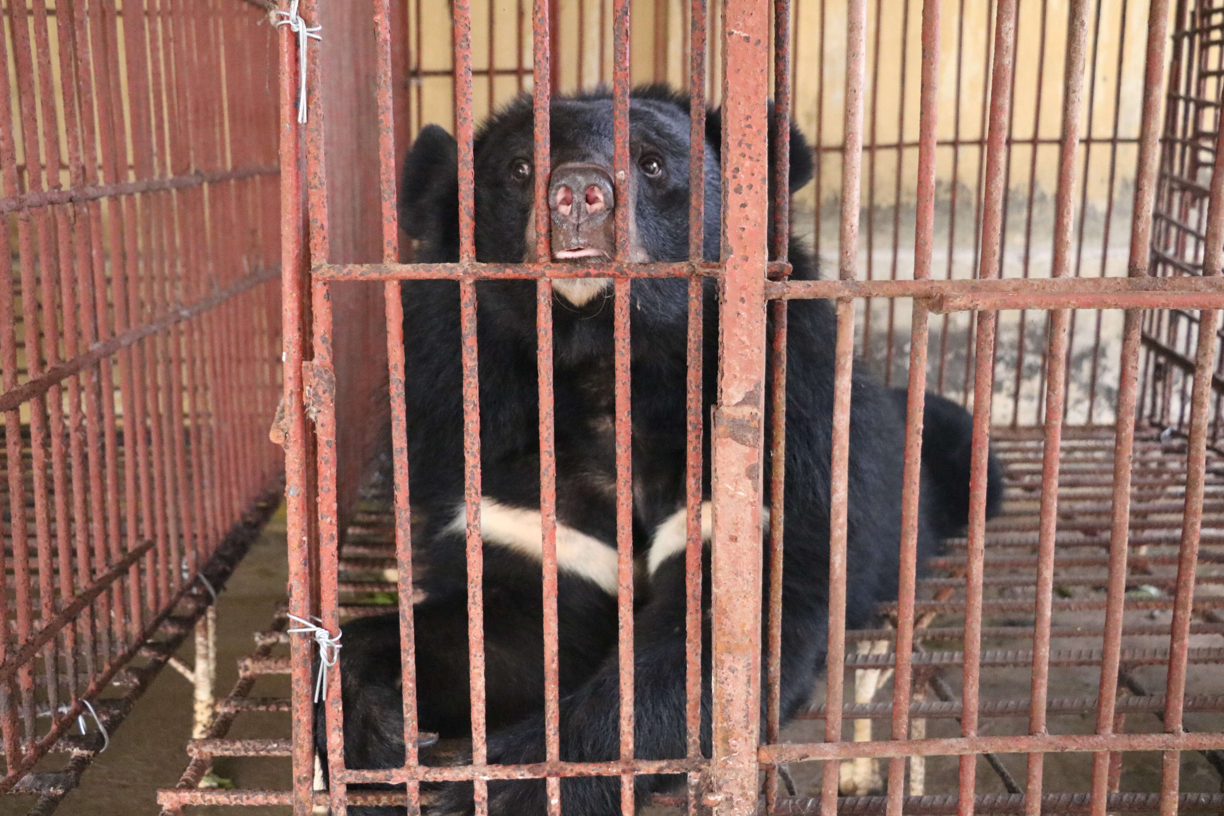 Moon bear at bile farm in Vietnam