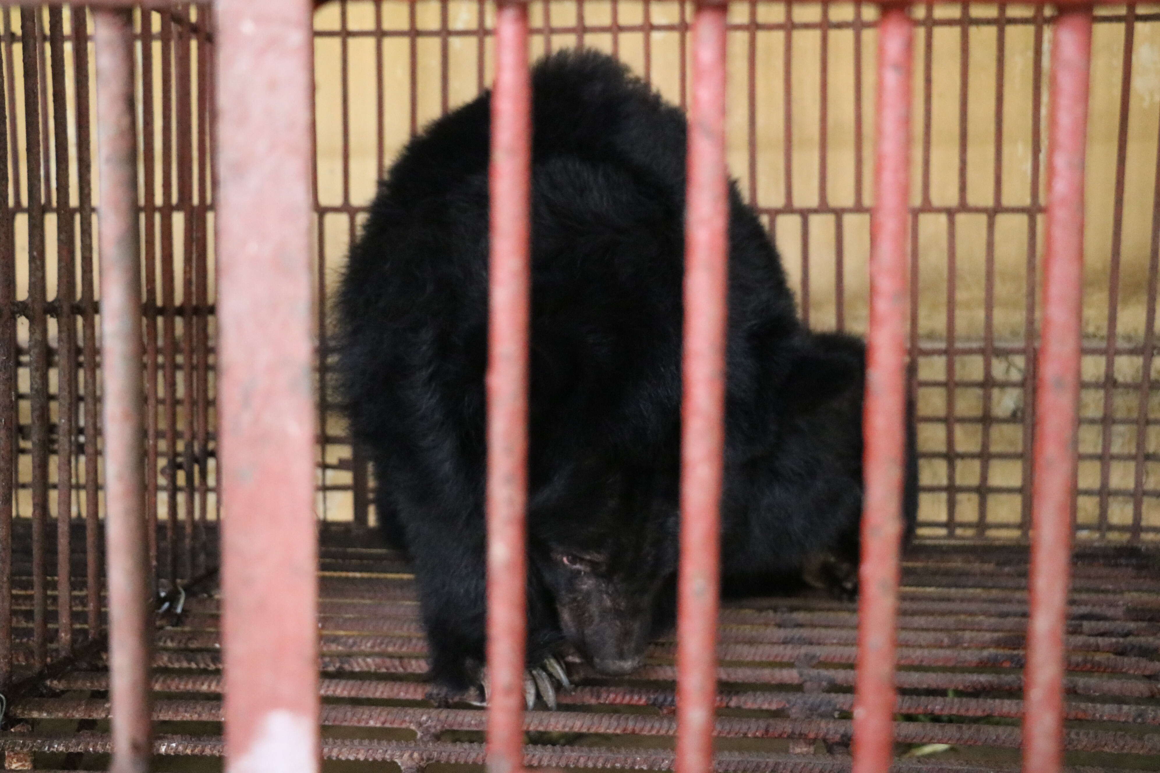 Moon bear at bile farm in Vietnam