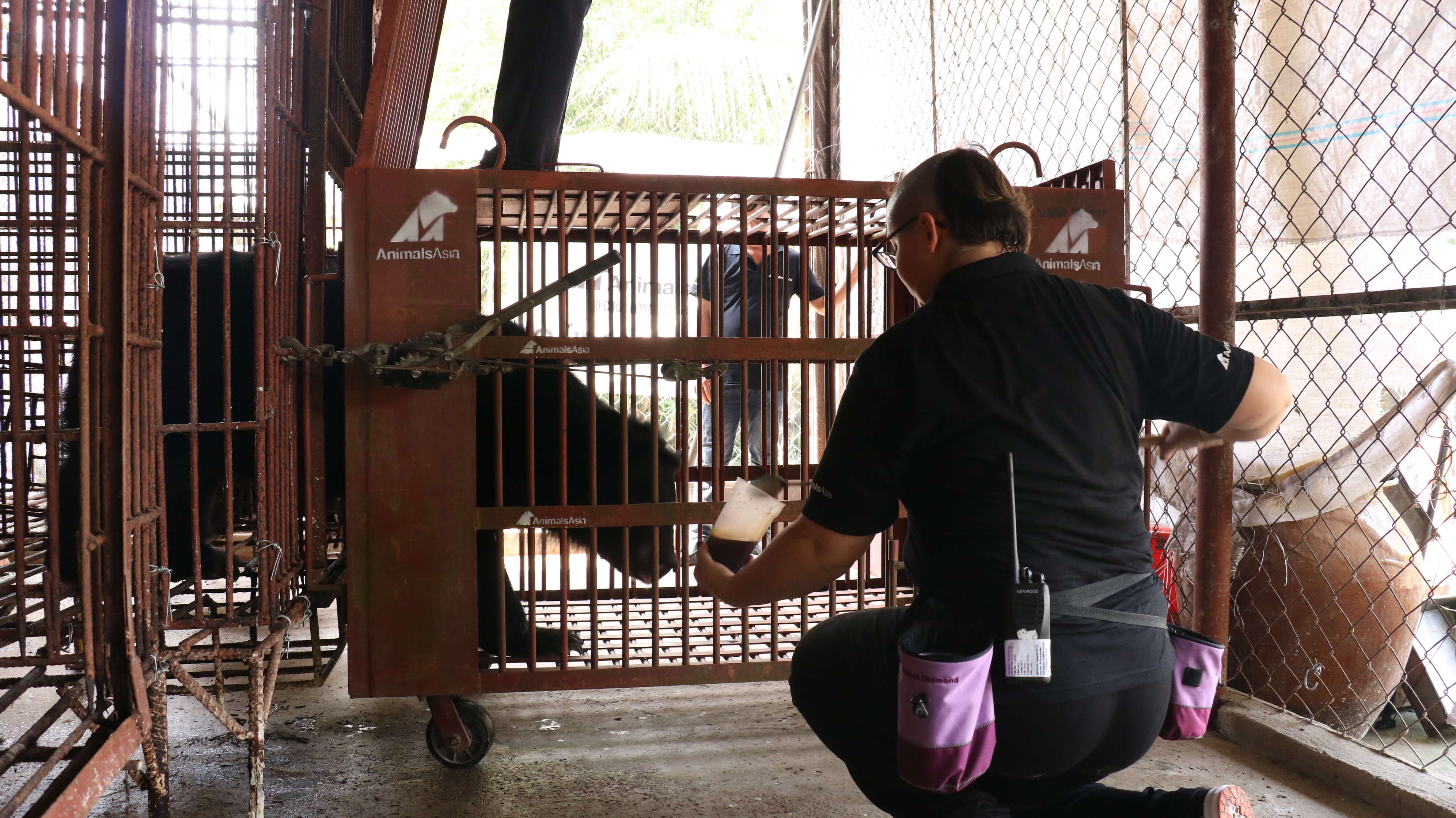 Bear being rescued from Vietnam bile farm