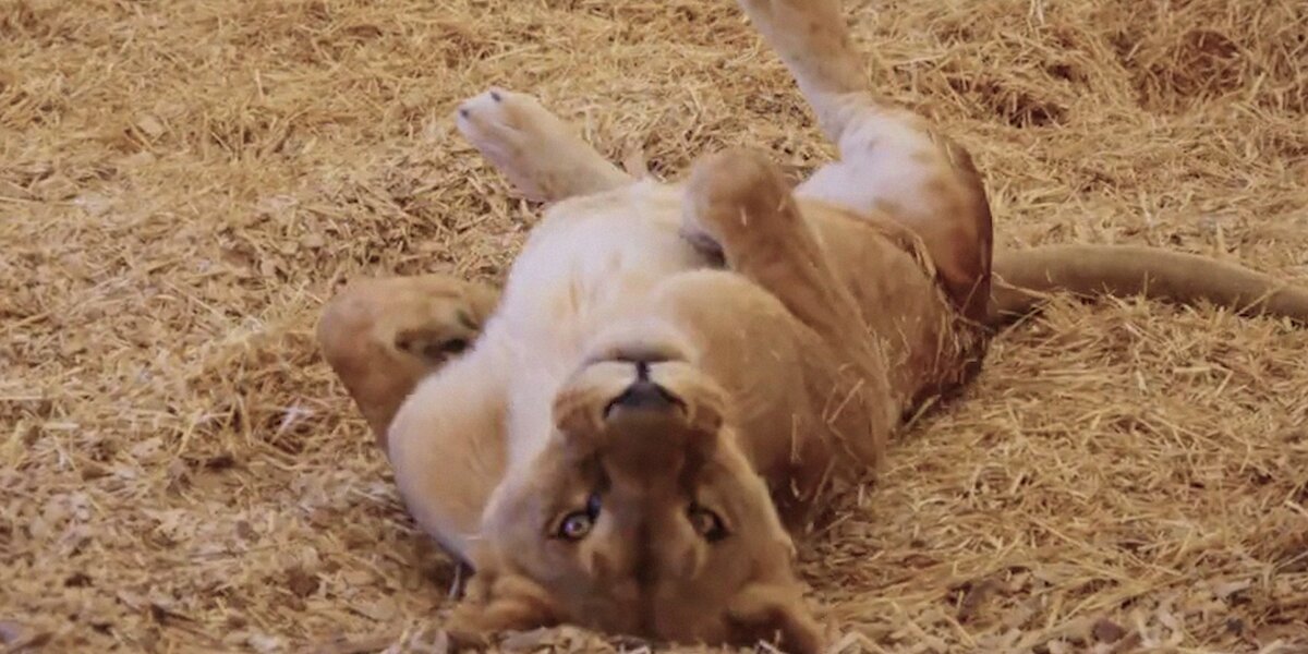 Animals Abandoned At Zoo Are Finally Free - Videos - The Dodo