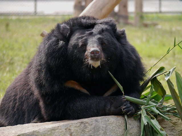 Bear at sanctuary in Vietnam