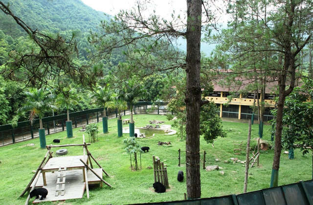 Bear sanctuary in Vietnam