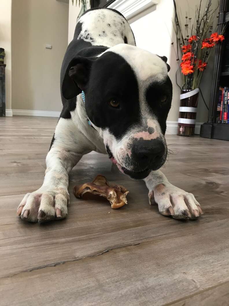 petey dog chews life rescue
