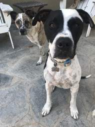 petey and foxy