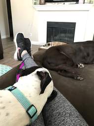 petey and brittany williams