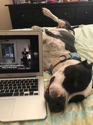 petey dog watching netflix