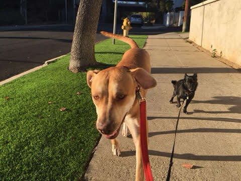 lucy dog adopted chews life