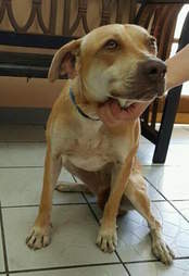 lucy chews life dog rescue