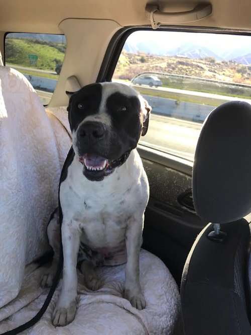 petey in the car