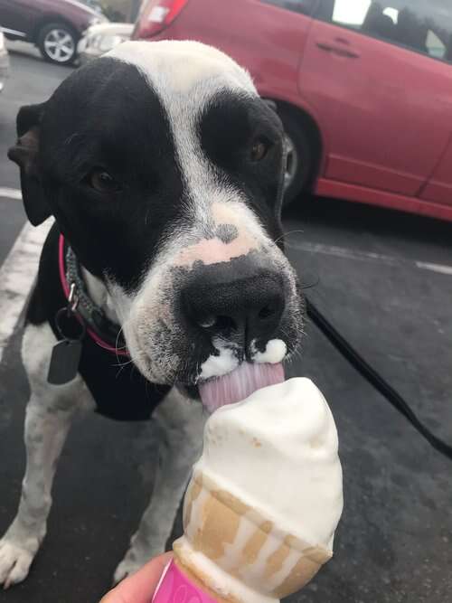 petey dog eating ice cream