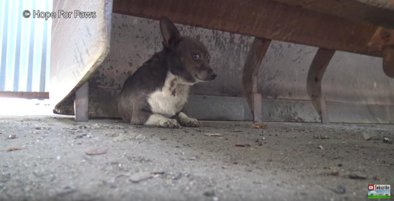 Injured Dog Was Too Scared To Move Until He Realized He Was Safe - The Dodo