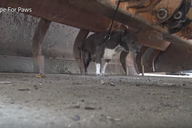 Injured Dog Was Too Scared To Move Until He Realized He Was Safe - The Dodo