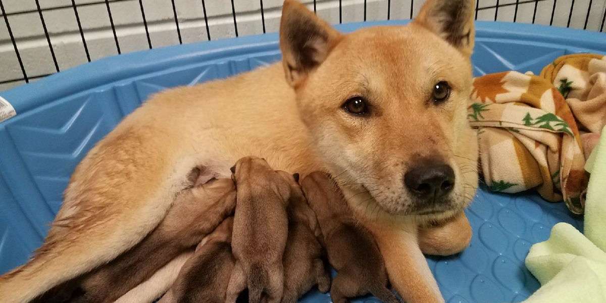 are korean jindo good with kids