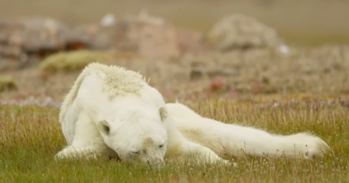 Starving Polar Bear Clings To Life In Viral National Geographic Video The Dodo