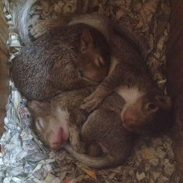 rescued squirrel 