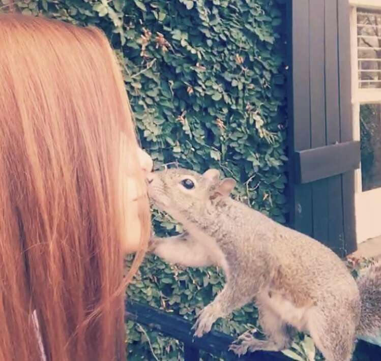 rescued squirrel