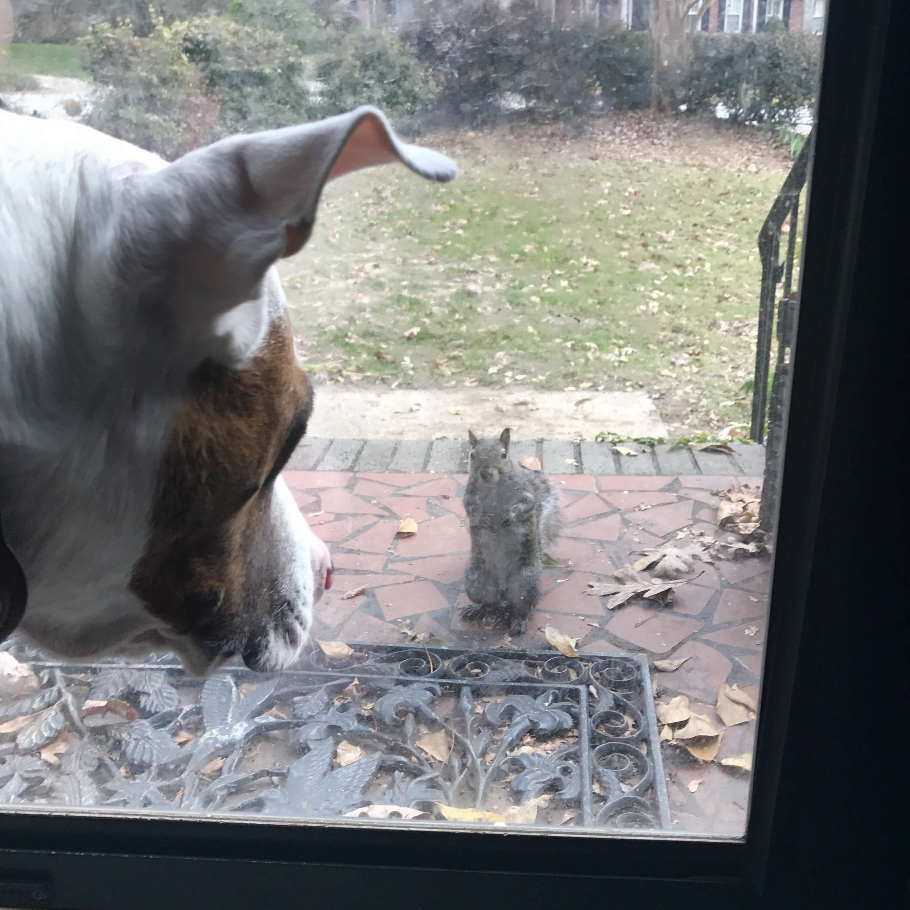 rescued squirrel