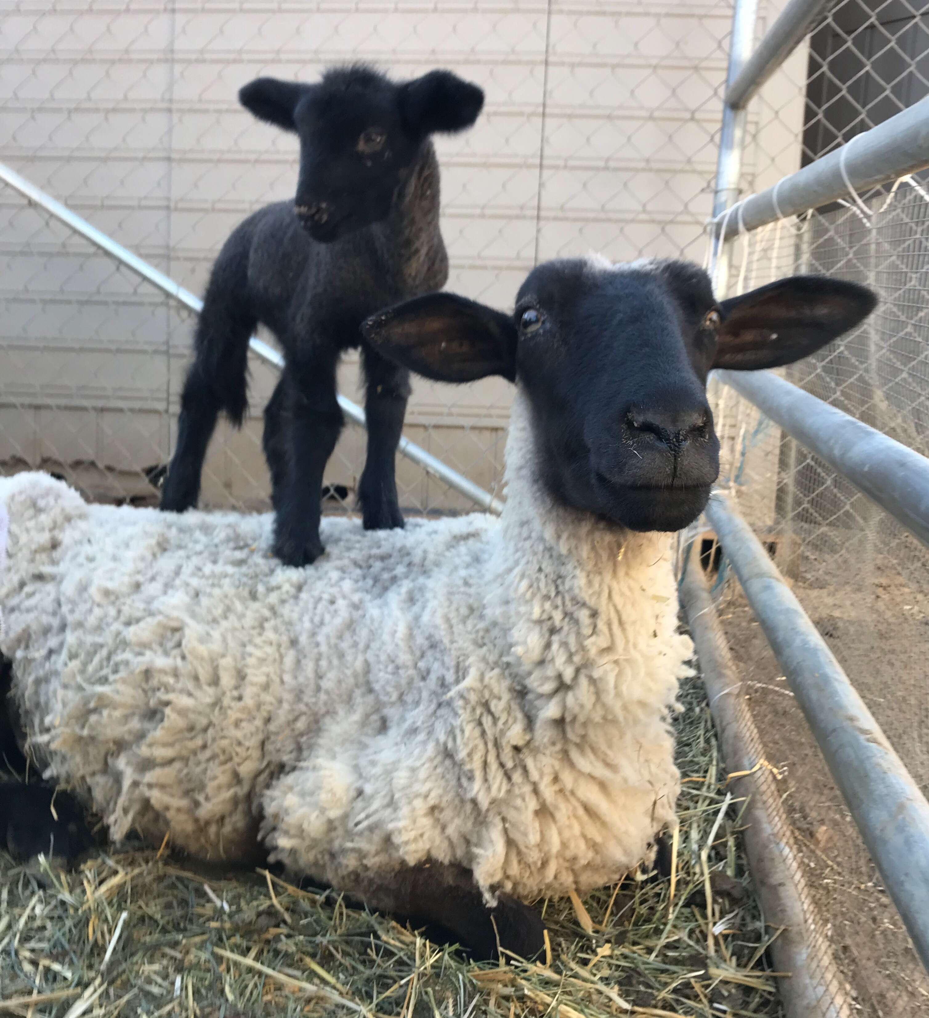 sheep mom and baby rescued slaughterhouse california