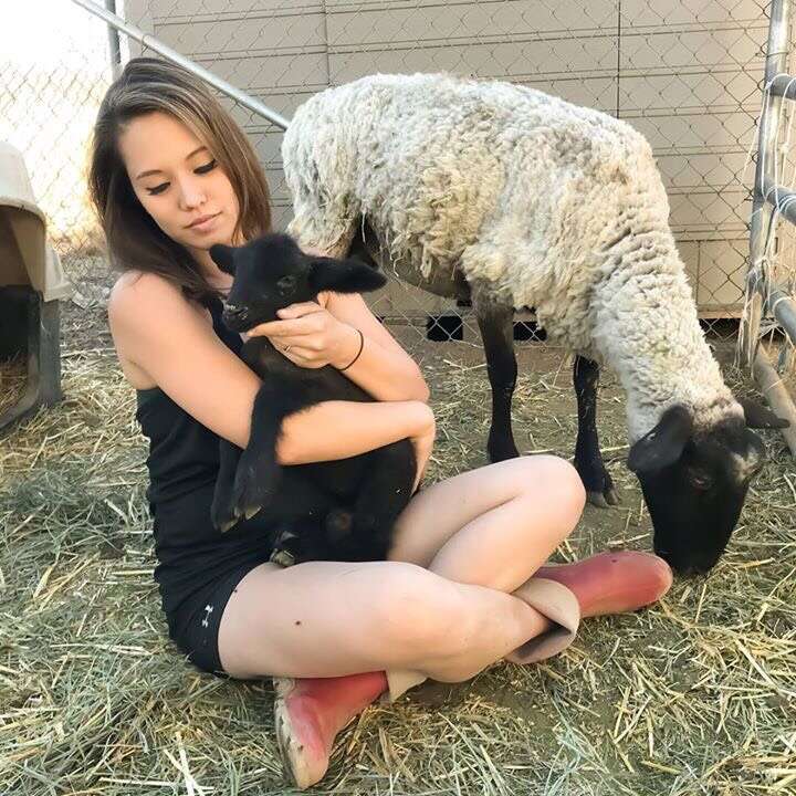 sheep mom and baby rescue california slaughterhouse