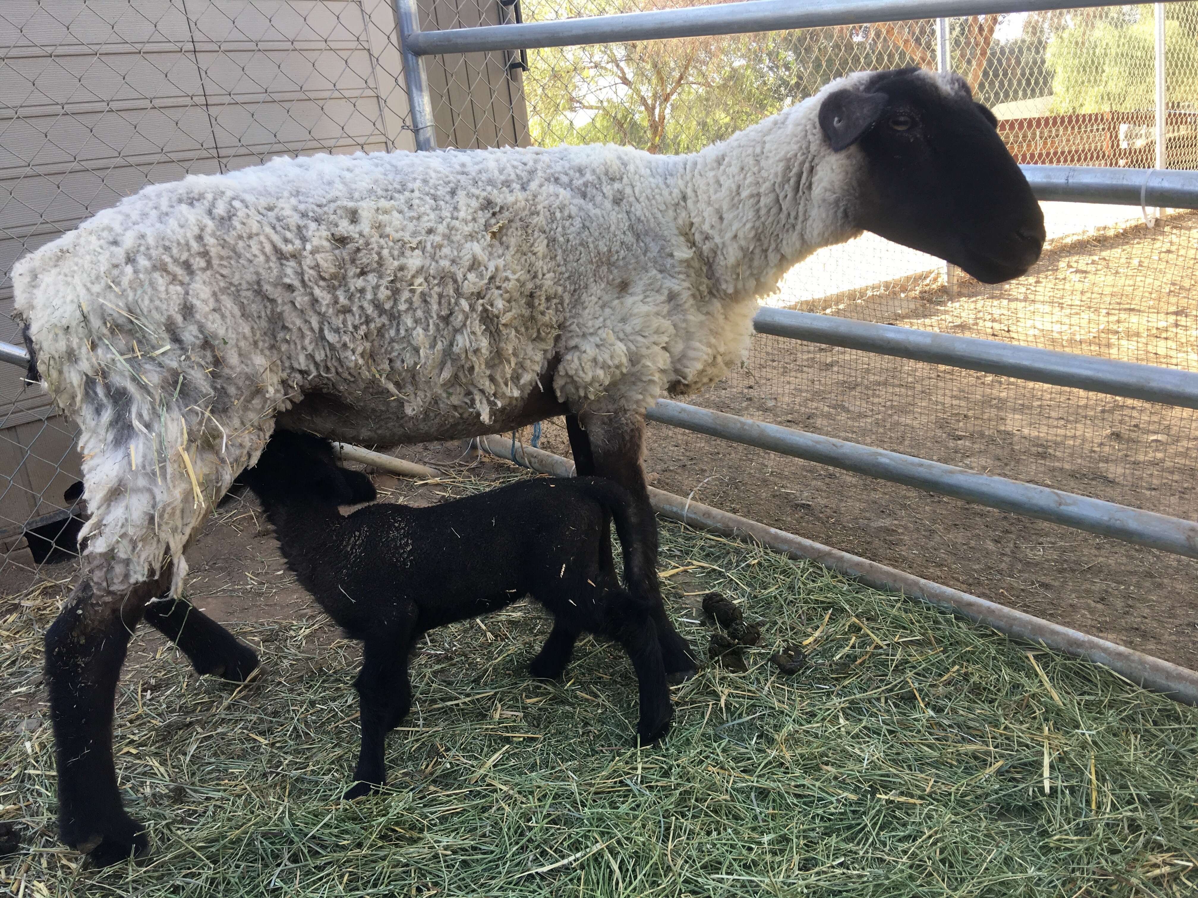 sheep mom and baby rescue slaughterhouse california