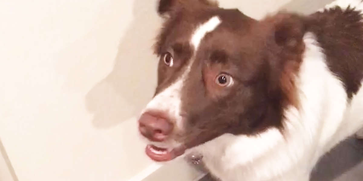 Dog Loves Knocking On Her Best Friend's Door To See If She's Home