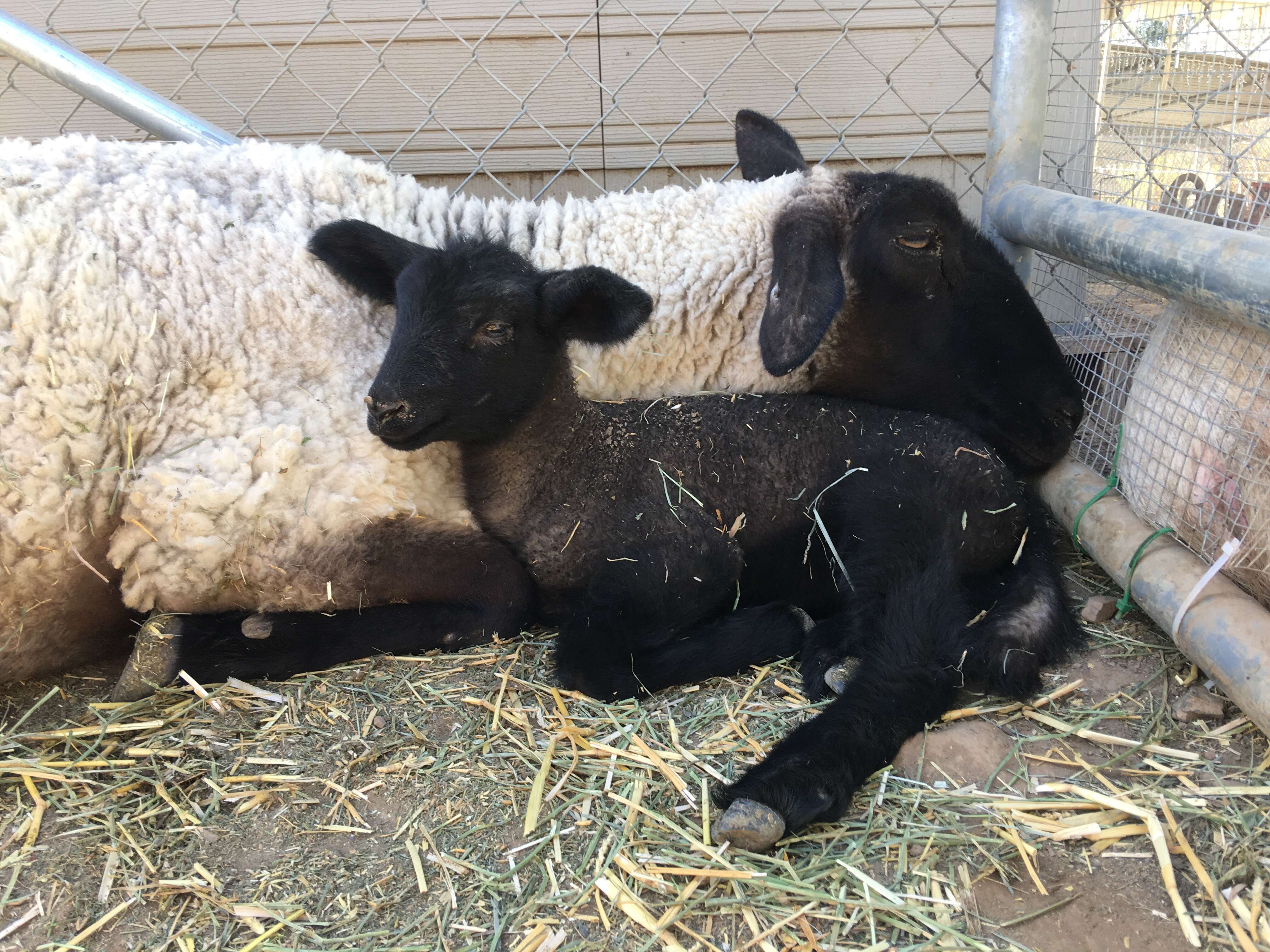 rescue sheep mom and baby california