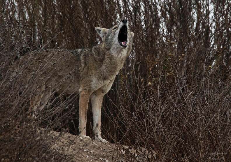 Wild coyote in California