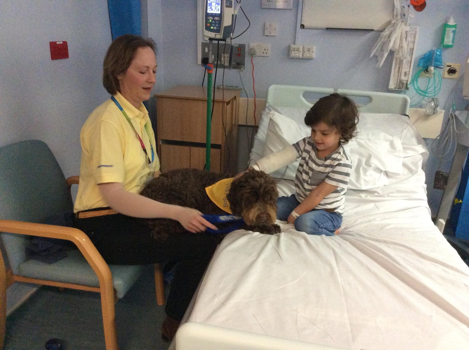 Puppy Mill Survivor Is The Best Therapy Dog Now The Dodo