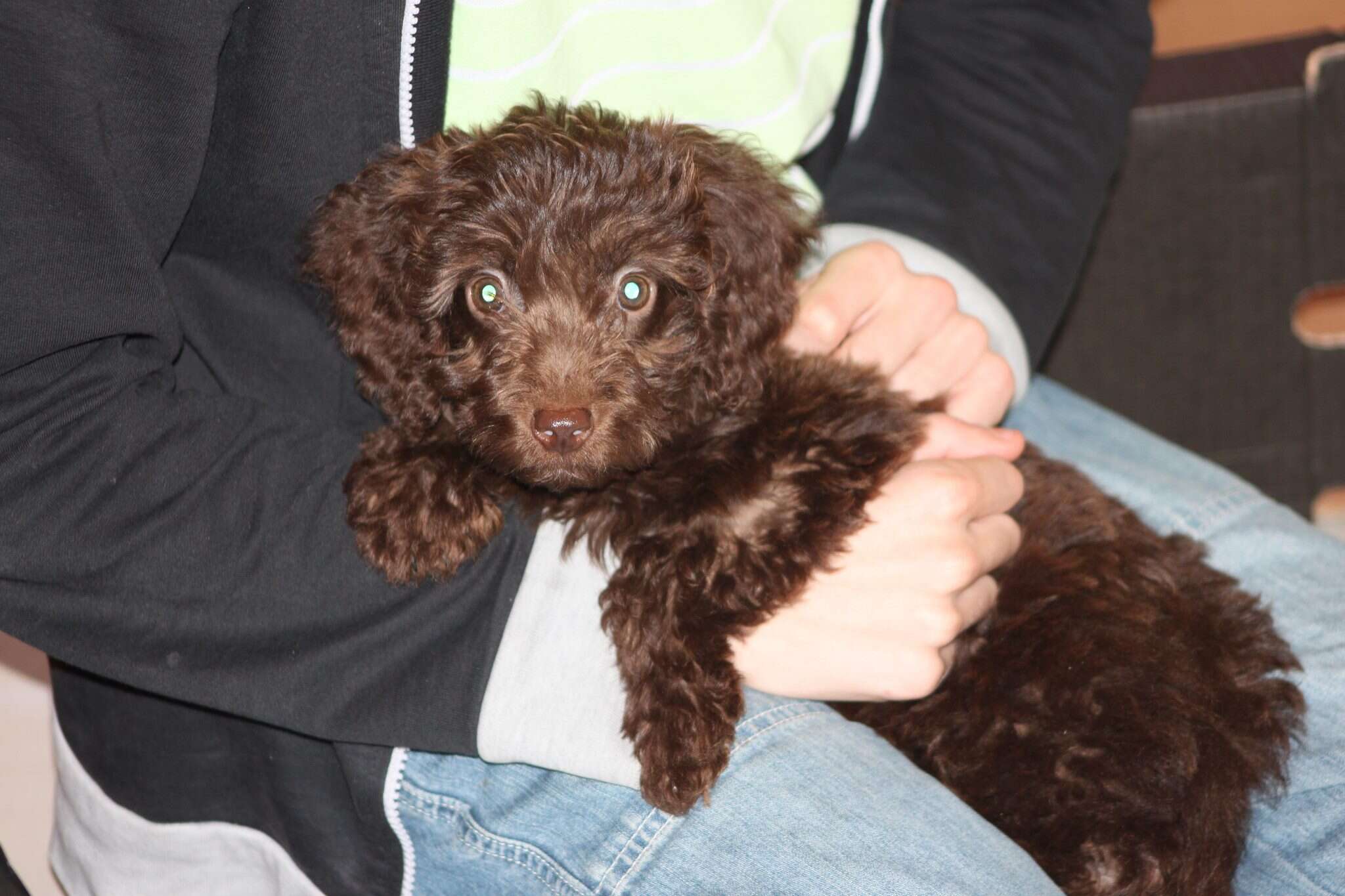 puppy farm rescue dog is a therapy dog now