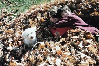 Lily and brother Zack in a leaf pile with bichon frise, Taco 