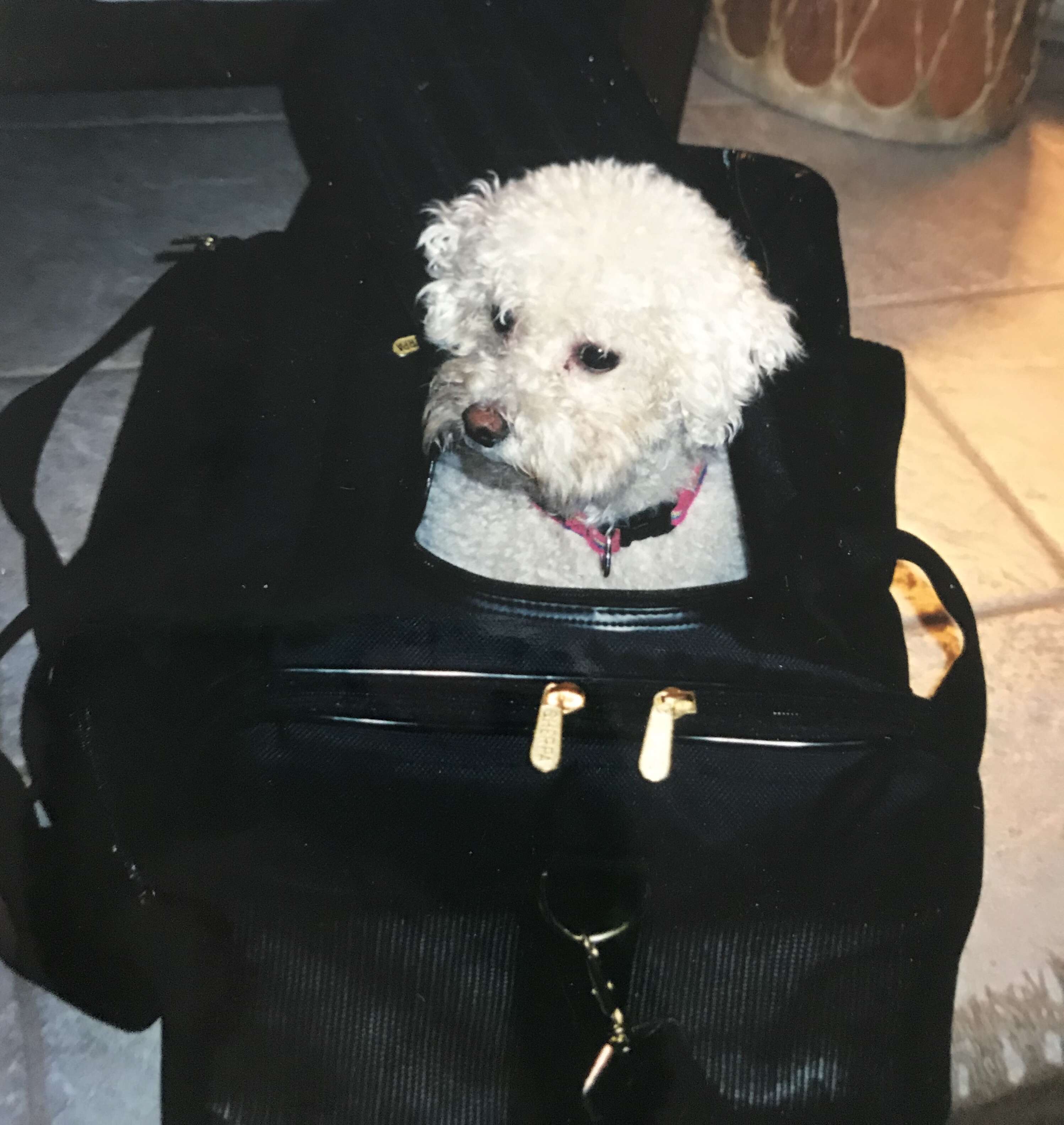 A Bichon Frise in his carrying case in new york city